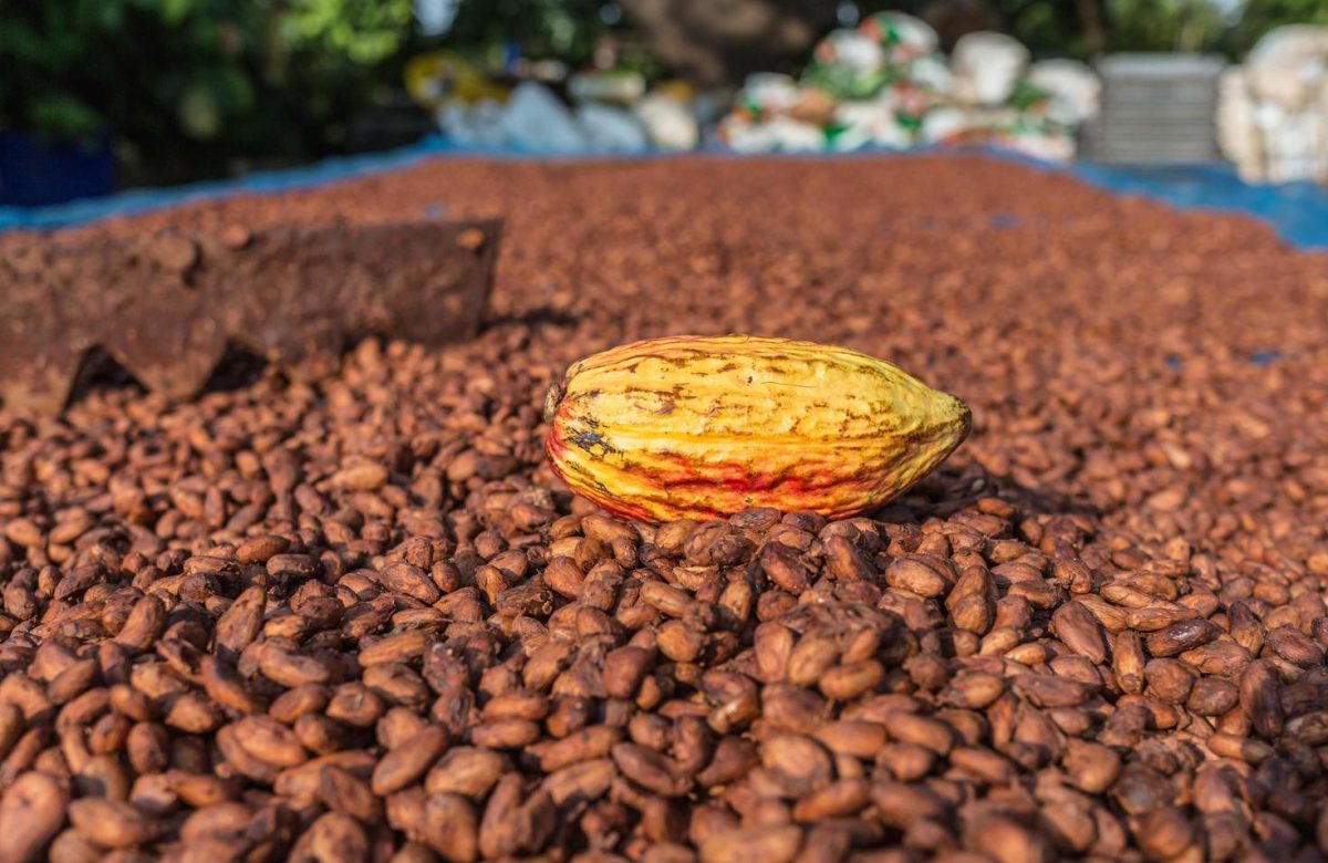 Estiman que producción de cacao aumentó 10% este 2025
