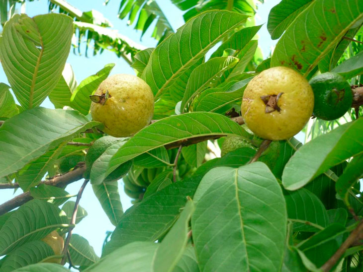 Las propiedades curativas de la hoja de guayaba, según la ciencia