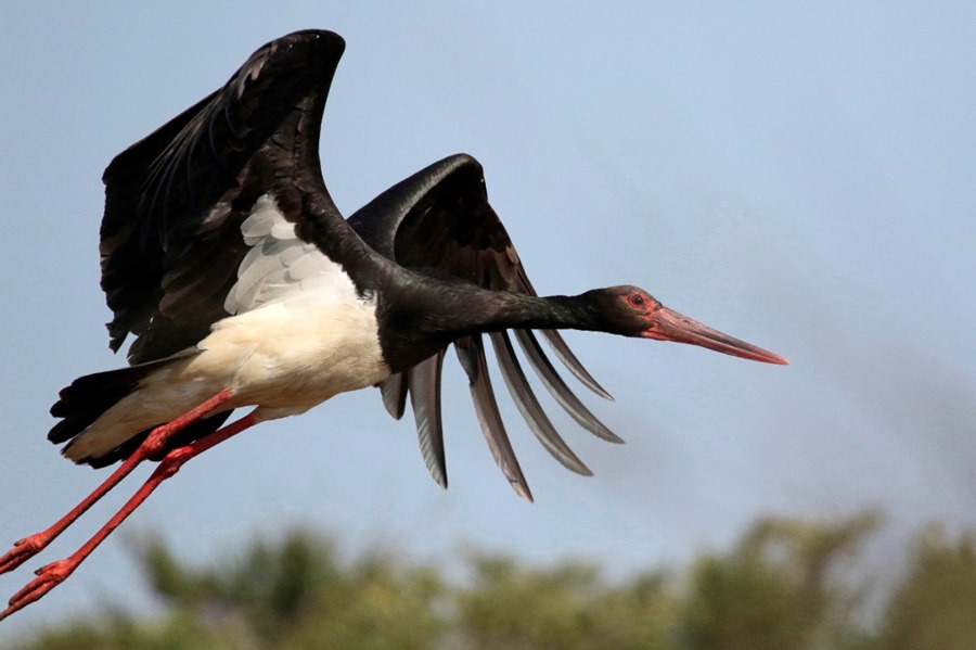 Avistamiento de aves: Gancho turístico en auge en España