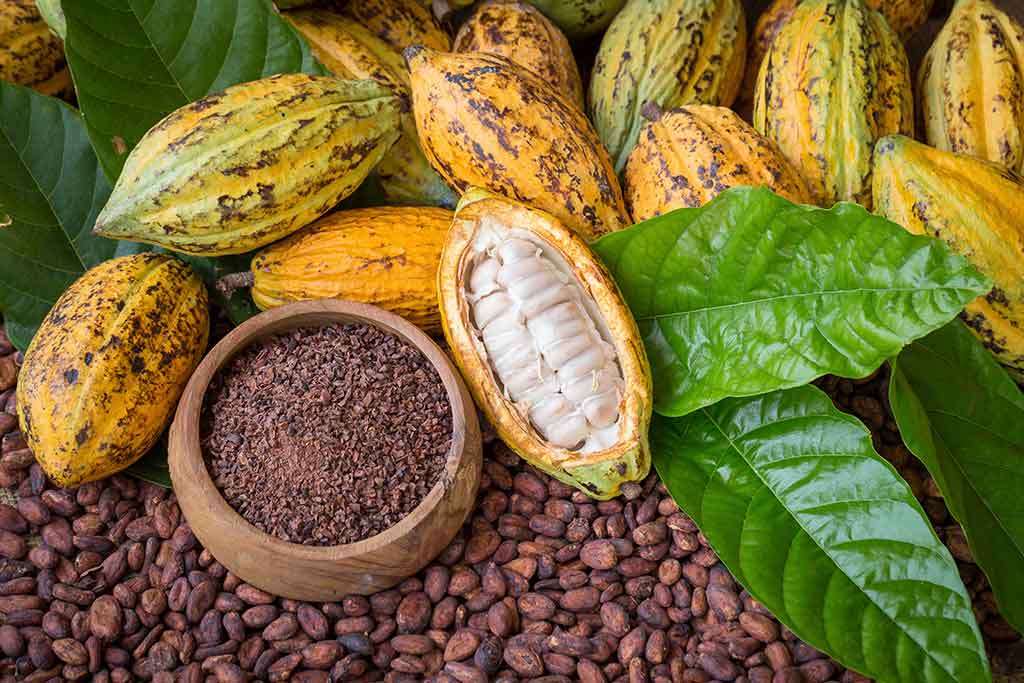 Cacao fino de aroma: Un legado de sabor en cada grano
