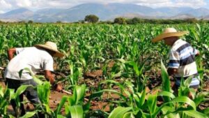Campesinos en Aragua siembran rubros para llevar alimentos a comunidades