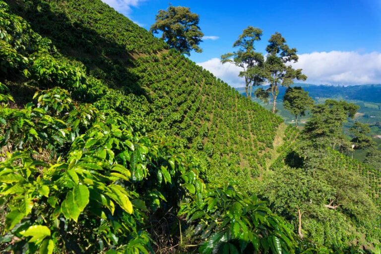 Caficultores colombianos apuestan por la reforestación para reducir huella de carbono