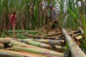 Diseno-sin-titulo-27-700x466