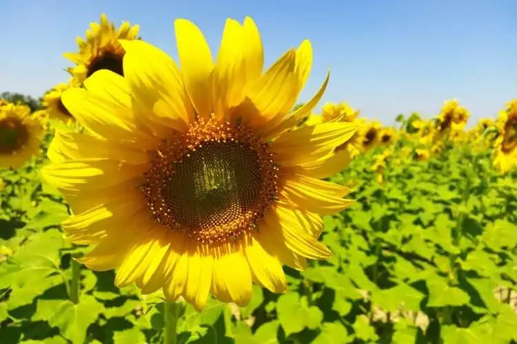 Gustavo Moreno: girasol debe traducirse en siembra y producción