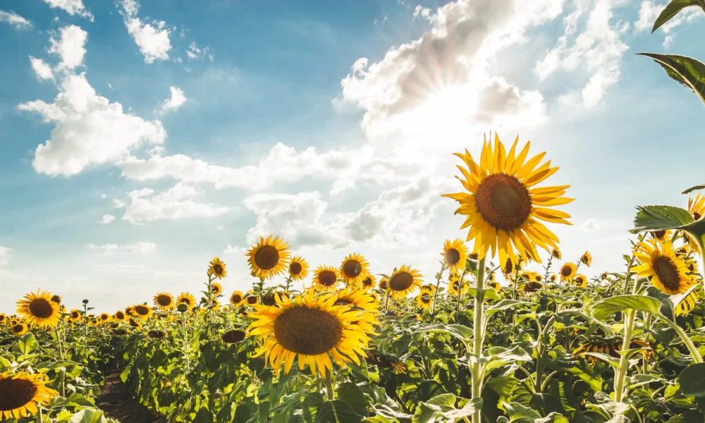 Agricultores esperan sembrar 30.000 hectáreas de girasol en Portuguesa