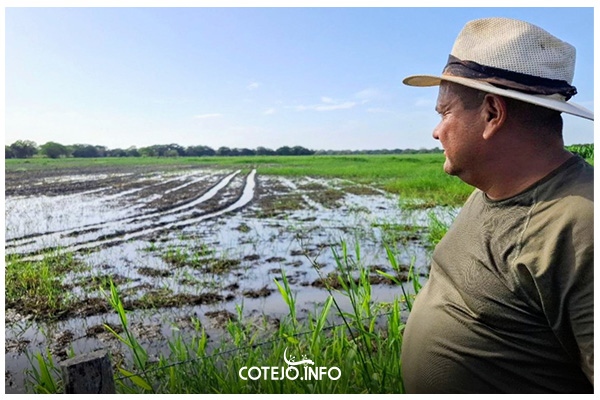 Inundaciones en Portuguesa ponen en riesgo el abastecimiento de queso y leche hacia el centro del país