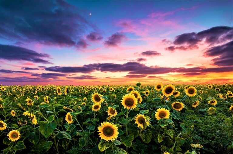 Agricultores esperan sembrar 30.000 hectáreas de girasol en Portuguesa