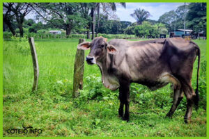 Las repercusiones de las inundaciones alcanzan hasta el mejoramiento de la genética del ganado, que representan una inversión de años | Fotografía: Equipo periodístico de Cotejo.info