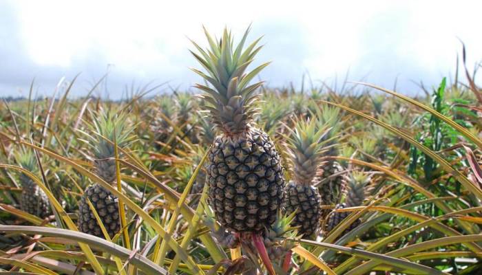 Producción de piña en Lara es de 45 toneladas por hectárea