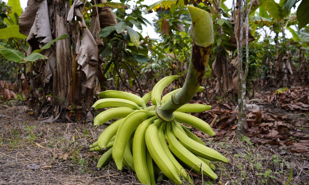 Guatemala conquista mercado estadounidense ante crisis del plátano ecuatoriano