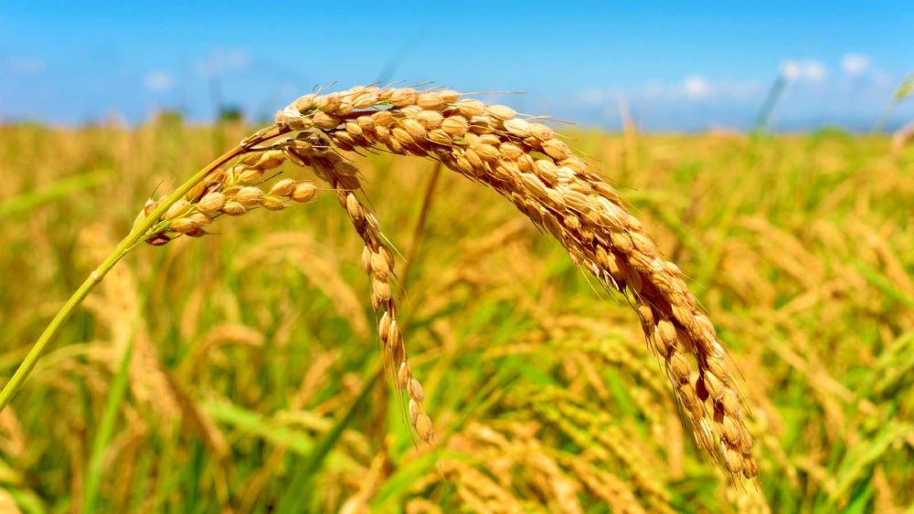 «Se ha mantenido»: Consumo de arroz en Venezuela oscila entre uno y dos kilos per cápita al año