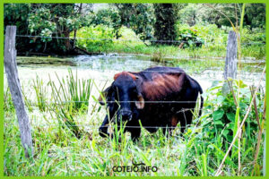 Sobre las aguas que todavía quedan acumuladas en algunos predios se pasea el ganado propenso a contraer enfermedades | Fotografía: Equipo periodístico de Cotejo.info