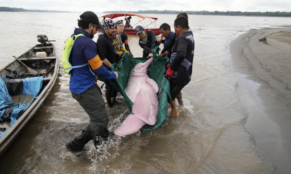 Delfines rosados amazónicos enfrentan amenaza creciente de mercurio