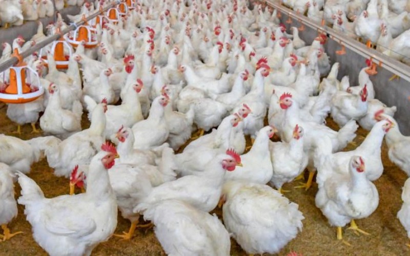 Consumo per cápita anual de pollo en el país se sitúa en 25 kilos por persona