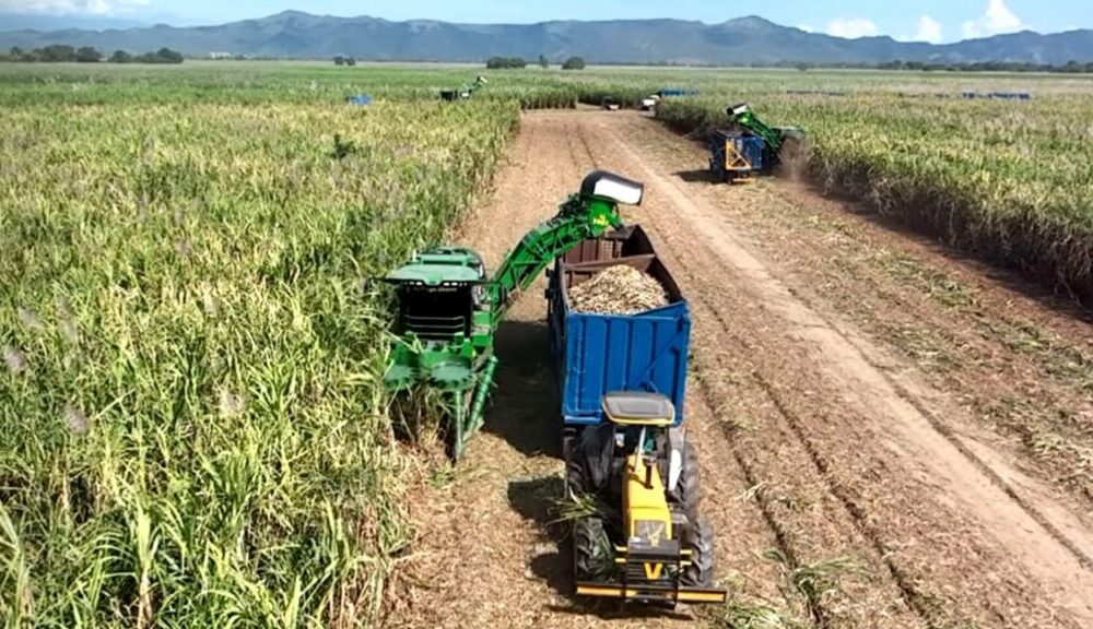 Cañicultores de Portuguesa tienen meta de un 1.7 millones toneladas de caña para la zafra 2025-2026 Cañicultores de Portuguesa tienen meta de un 1.7 millones toneladas de caña para la zafra 2025-2026