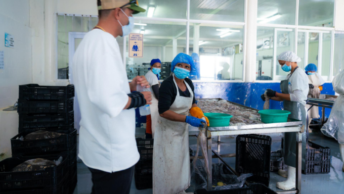 Exportan medio millón de productos del mar desde La Guaira durante el 2025