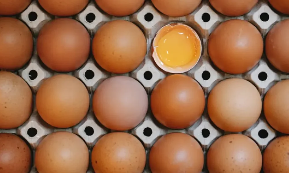 Multinacional hotelera dijo que dejará de utilizar huevos de gallinas enjauladas en su operación Multinacional hotelera dijo que dejará de utilizar huevos de gallinas enjauladas en su operación