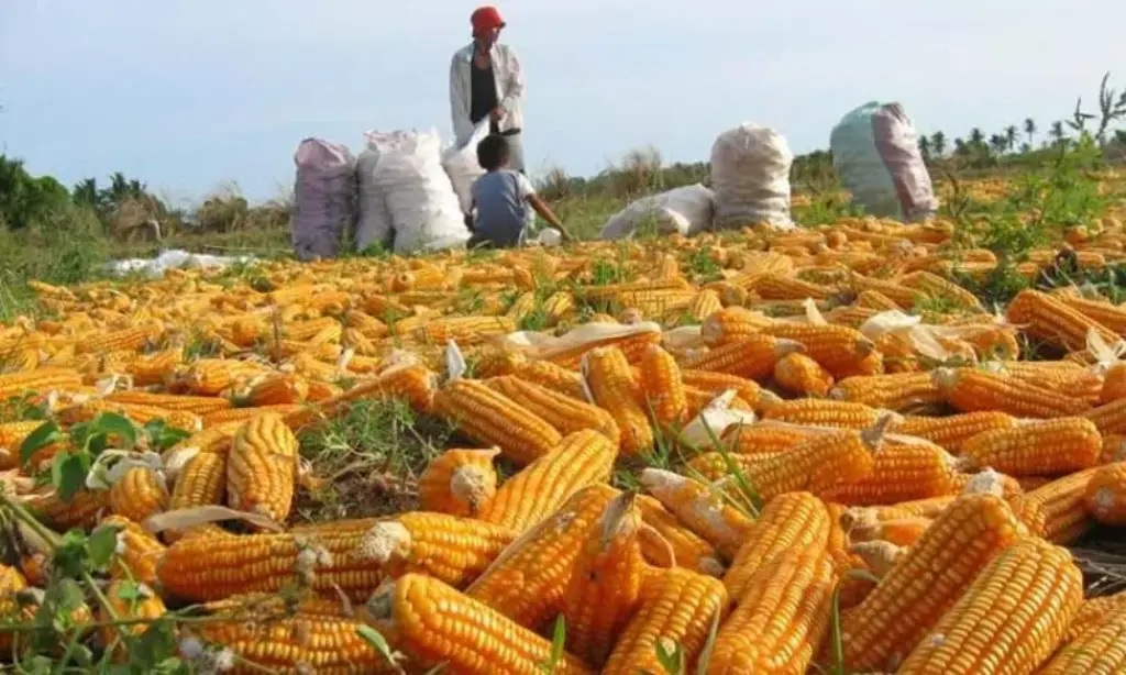 Cosecha de maíz avanza, importaciones afectan comercialización