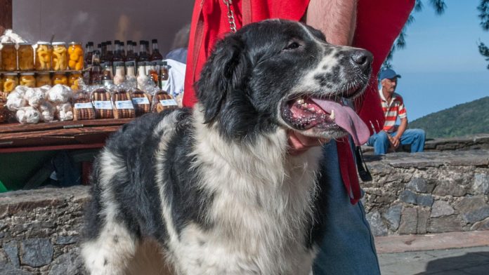 La raza Mucuchíes próxima a sumarse al censo canino internacional La raza Mucuchíes próxima a sumarse al censo canino internacional