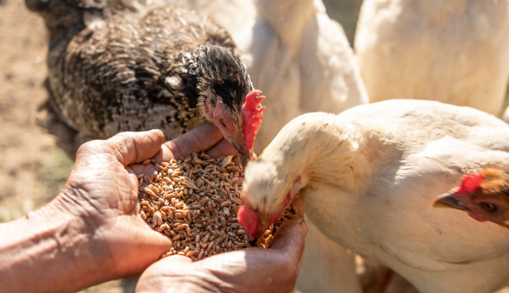 Pai Summit 2025: encuentro que unirá a los sectores de producción de proteína animal en el país