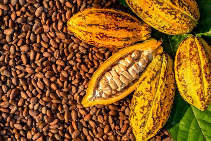 Destacan sustentabilidad y aumento de producción del cacao este 2025