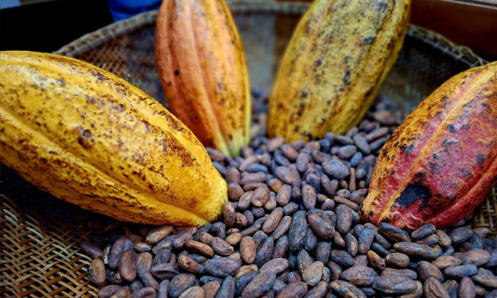 Mérida se engalanó con la Rueda de Negocios de Cacao 2025