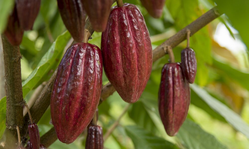 La caída del precio del cacao a su mínimo en 20 meses pone fin al repunte de dos años
