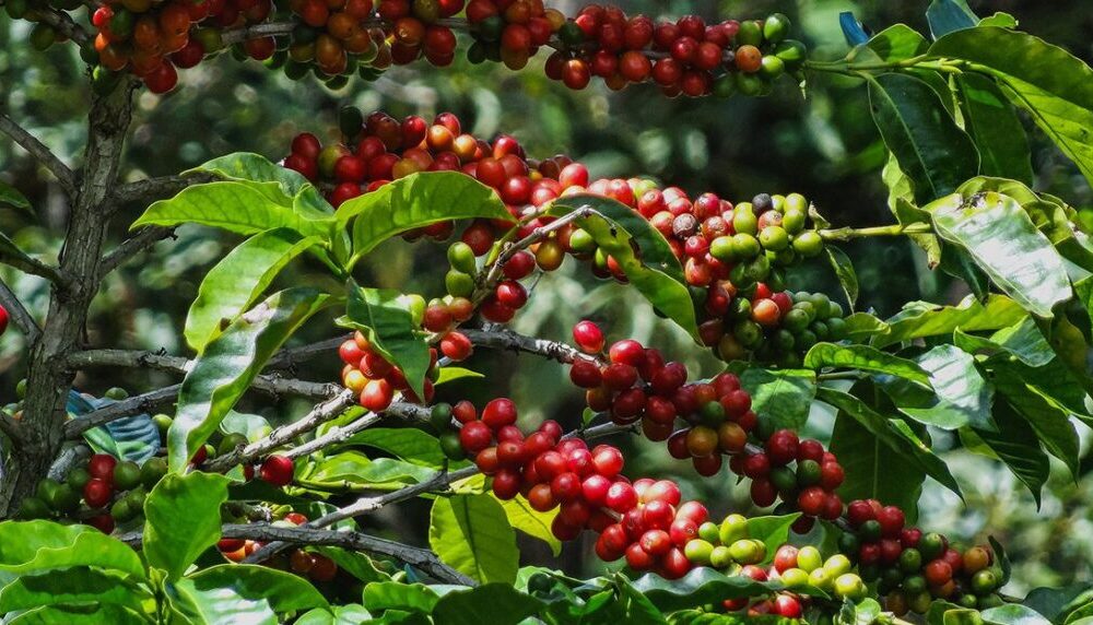 Geisha de Panamá: así se cultiva el café más caro del mundo