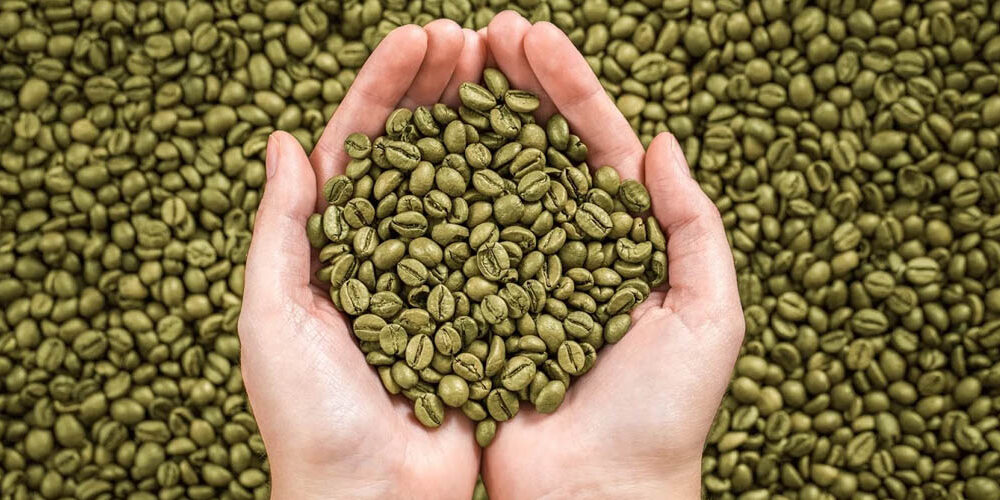 Empresa comunal de Lara exporta más de 2 mil quintales de café verde a Italia y EE.UU.
