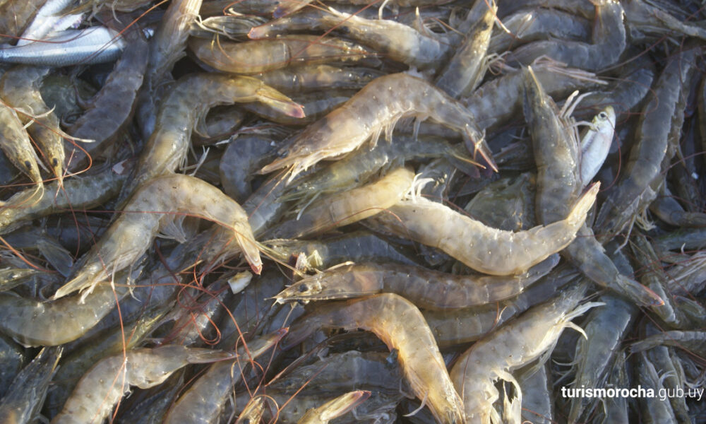 Fedeindustria Carabobo asegura que el camarón es lo más exportado en Venezuela después del petróleo Fedeindustria Carabobo asegura que el camarón es lo más exportado en Venezuela después del petróleo