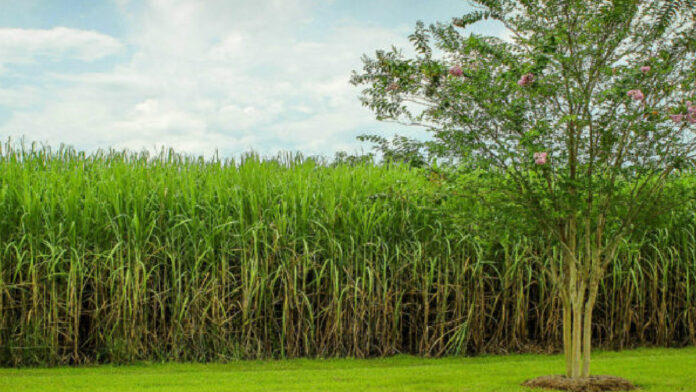 Fedecámaras Lara: entrega de centrales azucareros al sector privado impulsará economía local Fedecámaras Lara: entrega de centrales azucareros al sector privado impulsará economía local