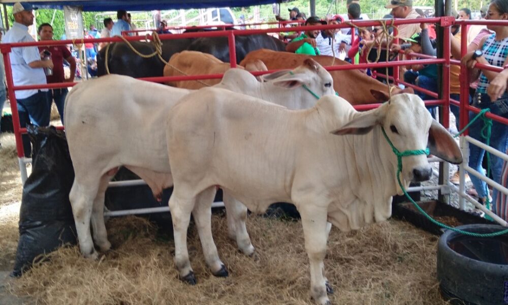 Jornada de Actualización Bovina 2025 se desarrolla con éxito en Guanarito