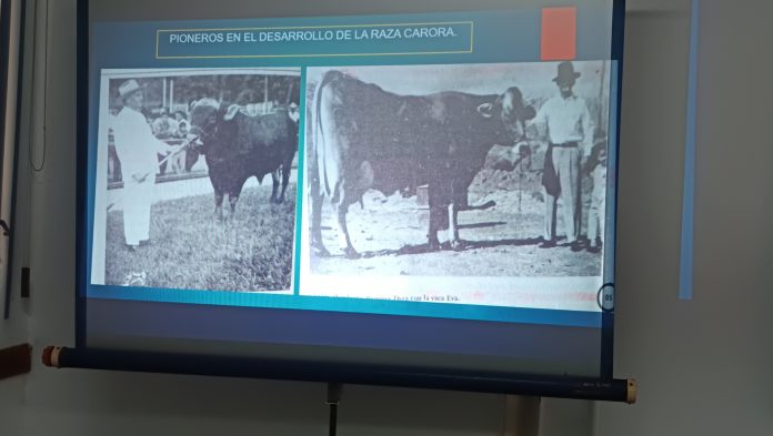 UCLA y Asocrica retoman reuniones de investigación acerca de la Raza Carora