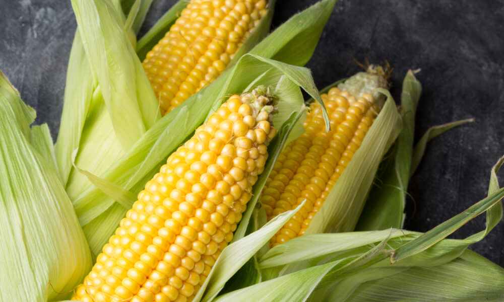 Ensayos confirman la viabilidad del cultivo de maíz en Neuquén