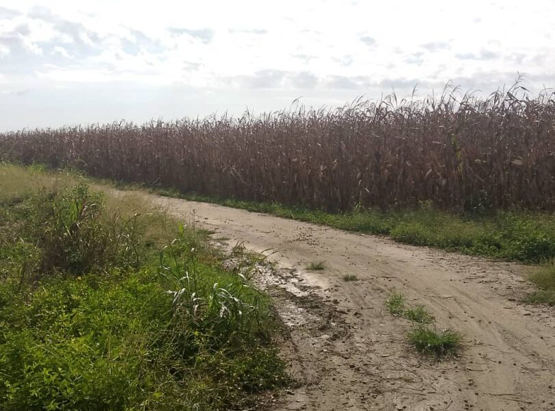 Productores de Santa Rosalía acusan a empresas de desconocer precio del maíz y pagar a alt= Productores de Santa Rosalía acusan a empresas de desconocer precio del maíz y pagar a alt=