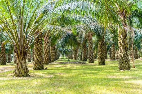 Impulsarán siembra de 200 mil hectáreas de palma aceitera en Zulia