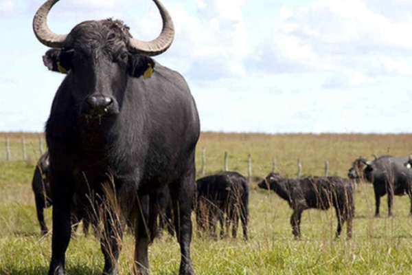 Rebaño nacional de búfalos se ubica alrededor de los 3.5 millones de animales en el campo venezolano