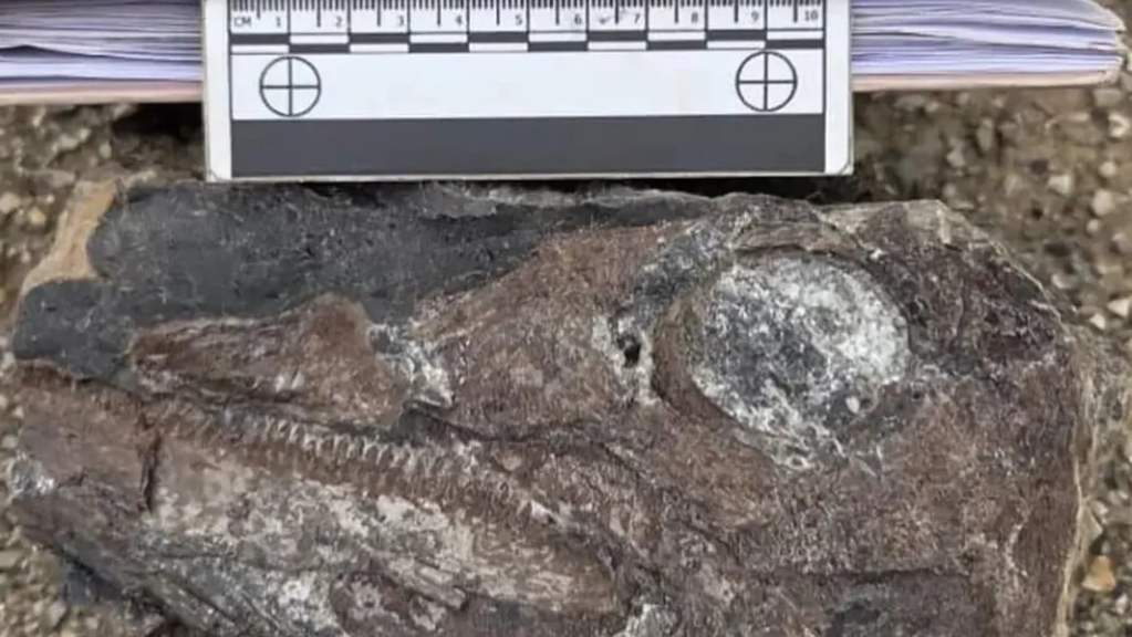 Los restos fósiles están muy compactados en la roca y deben ser extraídos para su identificación. Foto cortesía IVIC