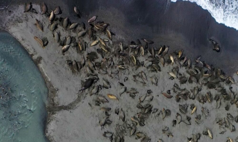 Gripe aviar H5N1 amenaza focas en Antártida