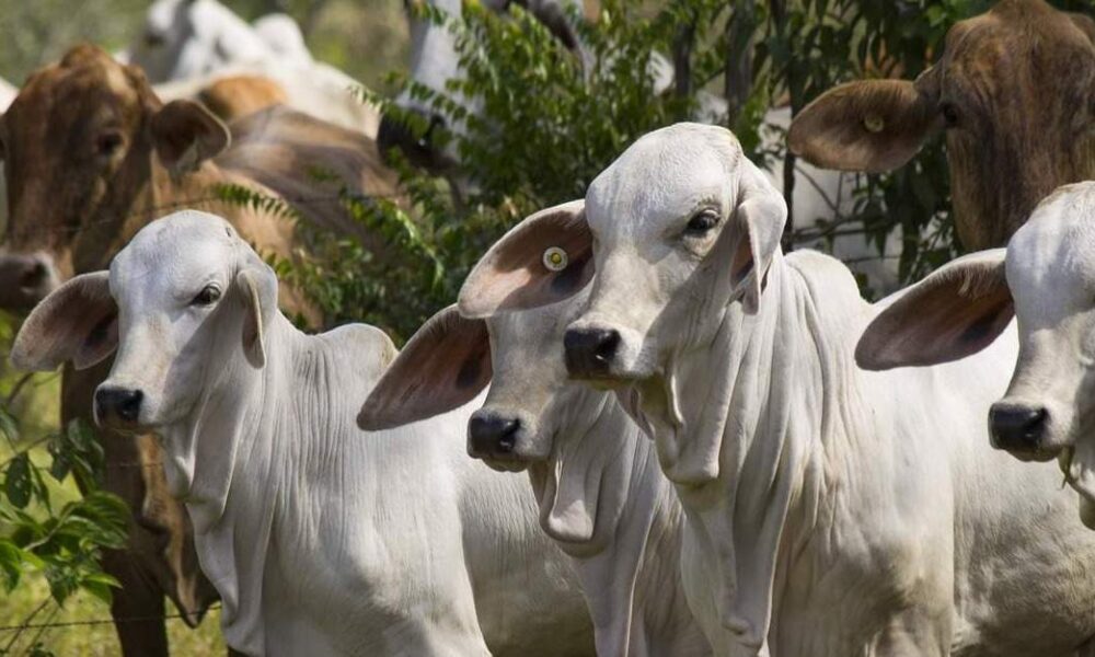 Exportación de ganado bovino “está paralizada” por el momento porque están incrementando los rebaños