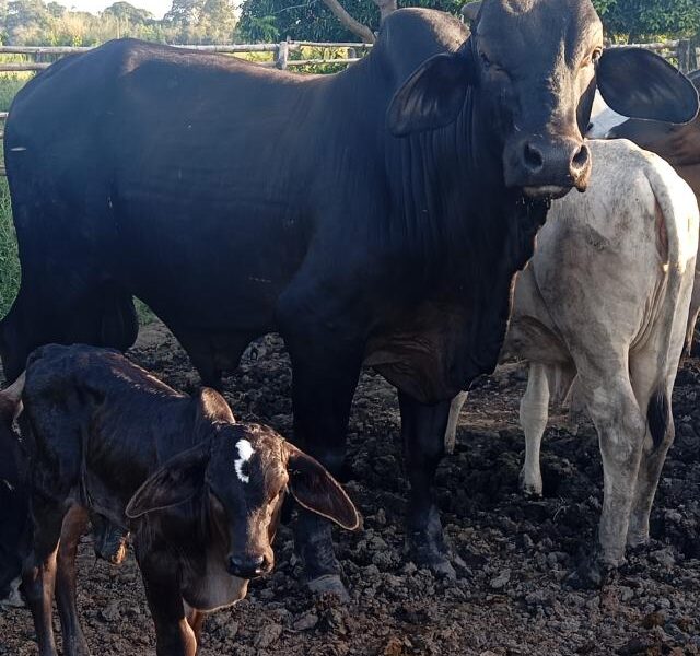 Barinas se consolida como el mayor productor de queso y carne de Venezuela