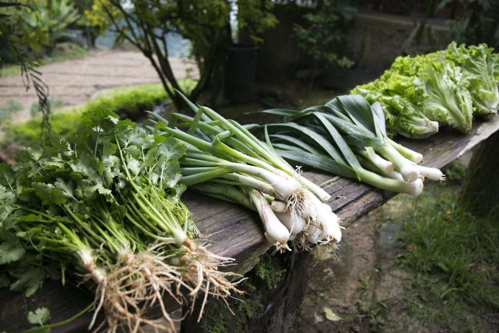 Perejil, cebollín y ajo porro colocan en combos hallaqueros.