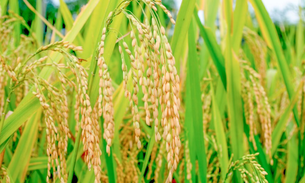 Cosecha nacional de arroz avanza en un 80%: productores solicitan mayor acceso a combustible