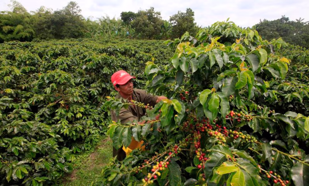 Federación Cafetera presenta Umbral, café resistente al calor