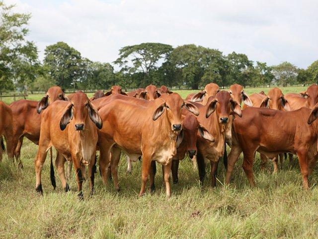 Colombia enviará 4.500 cabezas de ganado a Venezuela