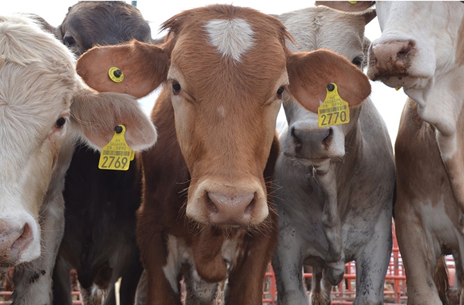 Texas exige a Trump abrir frontera al ganado mexicano