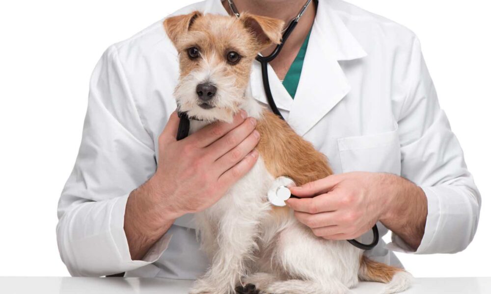 Precios y desafíos del cuidado animal en Barquisimeto