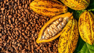 cacao-chocolate-planta