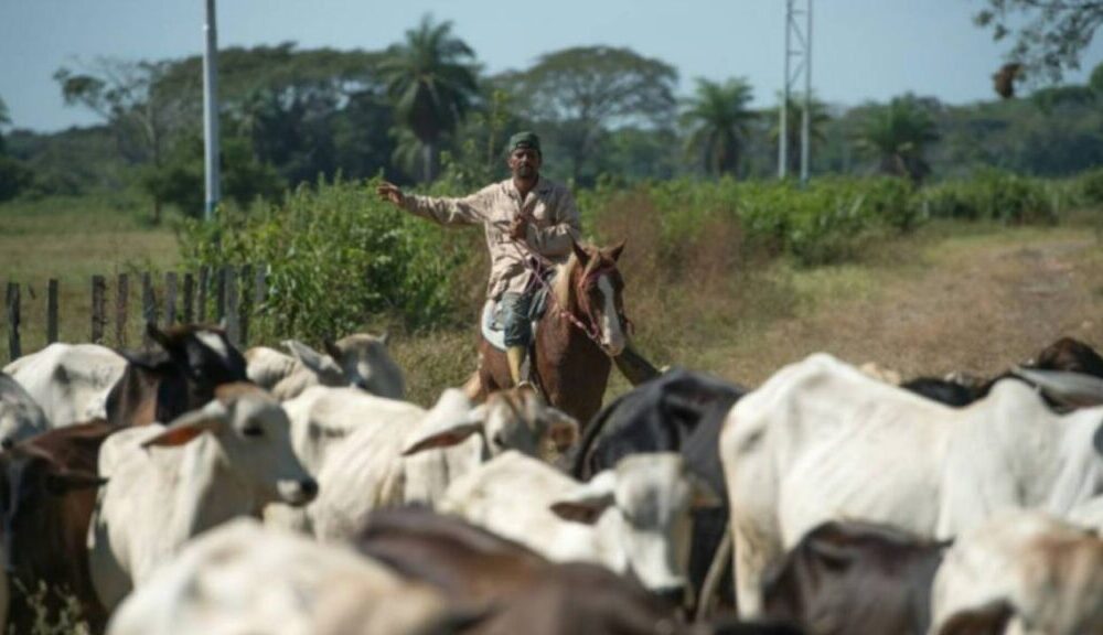 Fedenaga propone aumentar producción para estabilizar precios