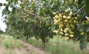 Existe una escasez de semillas de pistacho como ingrediente y snack.